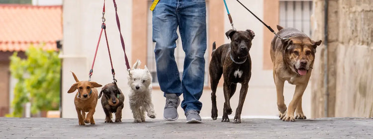 🐾 Haustier-Leinen & Geschirre