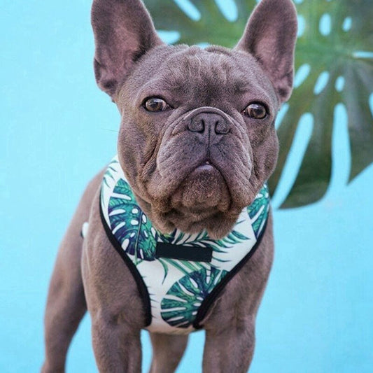 Atmungsaktives Hundegeschirr für kleine Hunde & Welpen 🐾 – Stilvoll, bequem & sicher